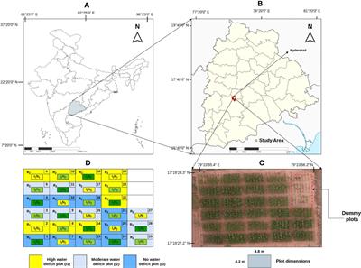 StressNet: a spatial-spectral-temporal deformable attention-based framework for water stress classification in maize